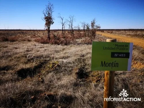 Reforestación en Santervás de la Vega, Palencia