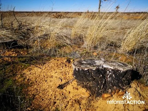 Plantación después de incendios en Palencia
