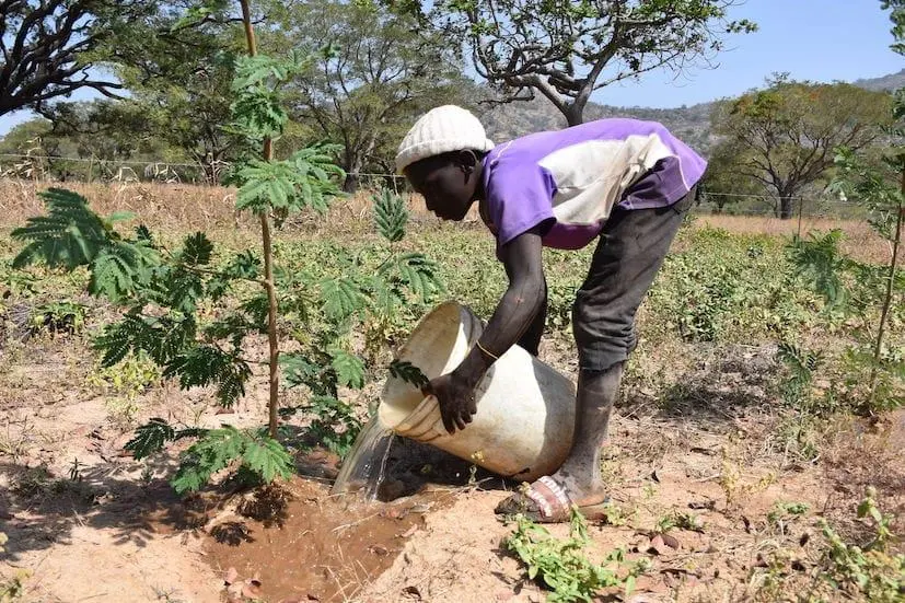 Proyecto de reforestación en Pankshin, Nigeria